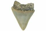 Bargain, Fossil Megalodon Tooth - Serrated Blade #295074-1